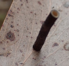Hemibela