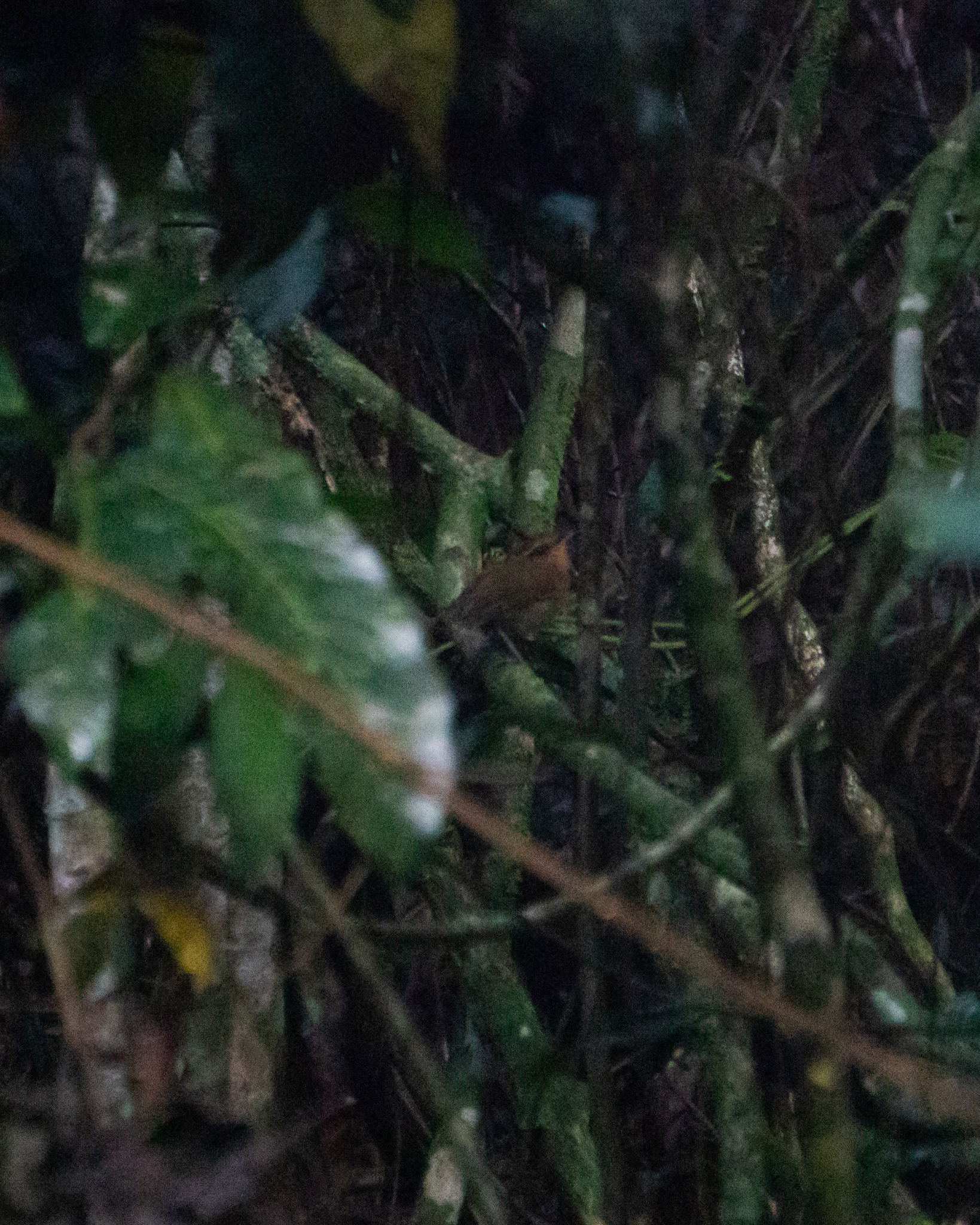 Rufous Gnateater (Conopophaga lineata), photo 2