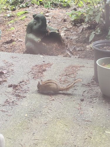 Townsend's Chipmunk observed by mossyfishes