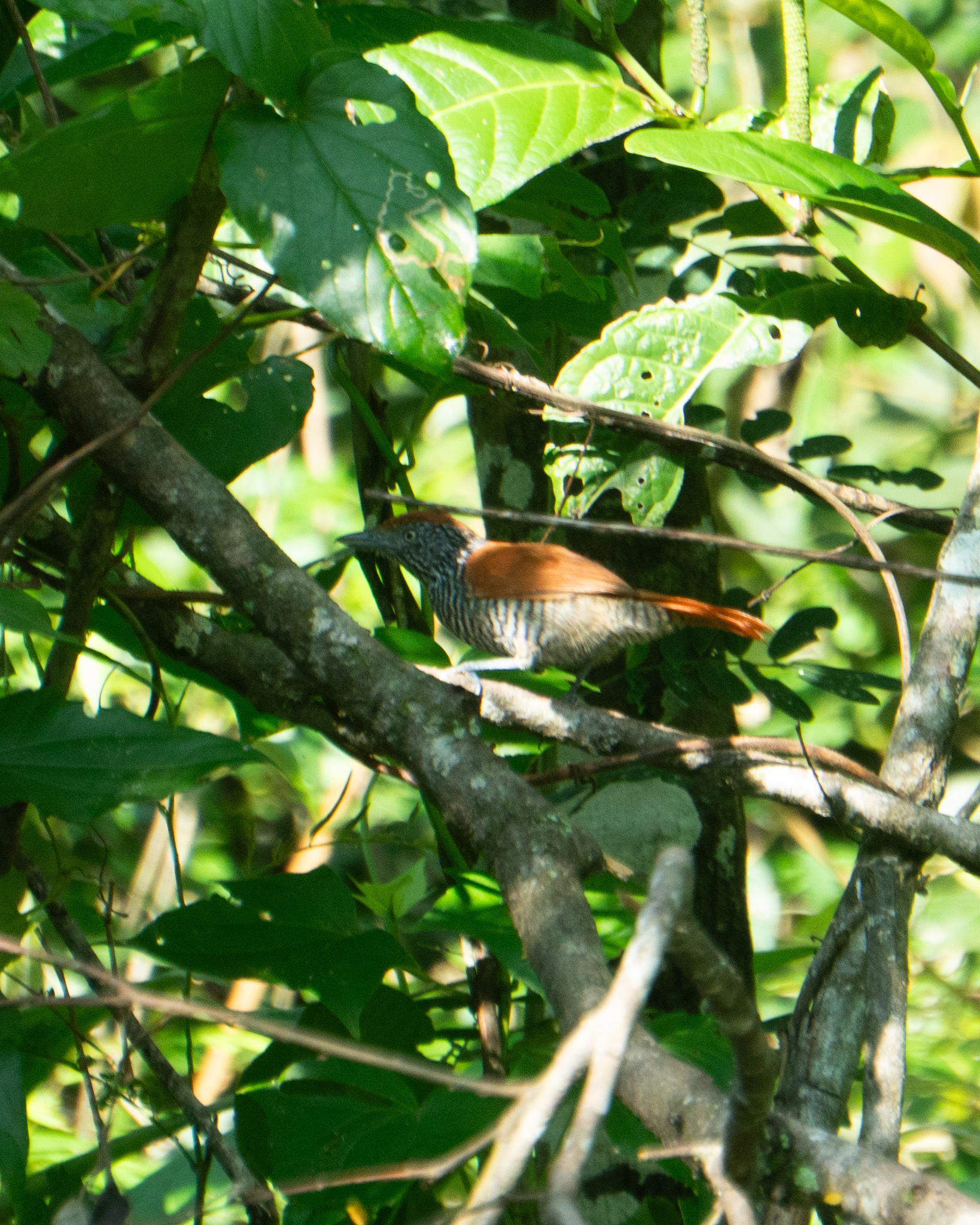 Chestnut-backed Antshrike (Thamnophilus palliatus), photo 1
