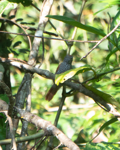 Chestnut-backed Antshrike (Thamnophilus palliatus), photo 2