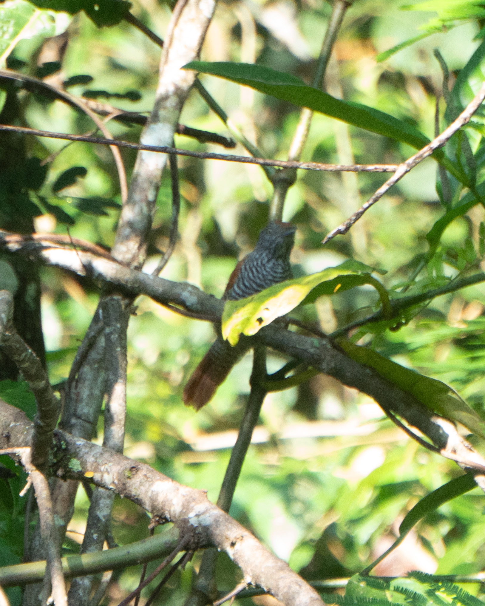 Chestnut-backed Antshrike (Thamnophilus palliatus), photo 2