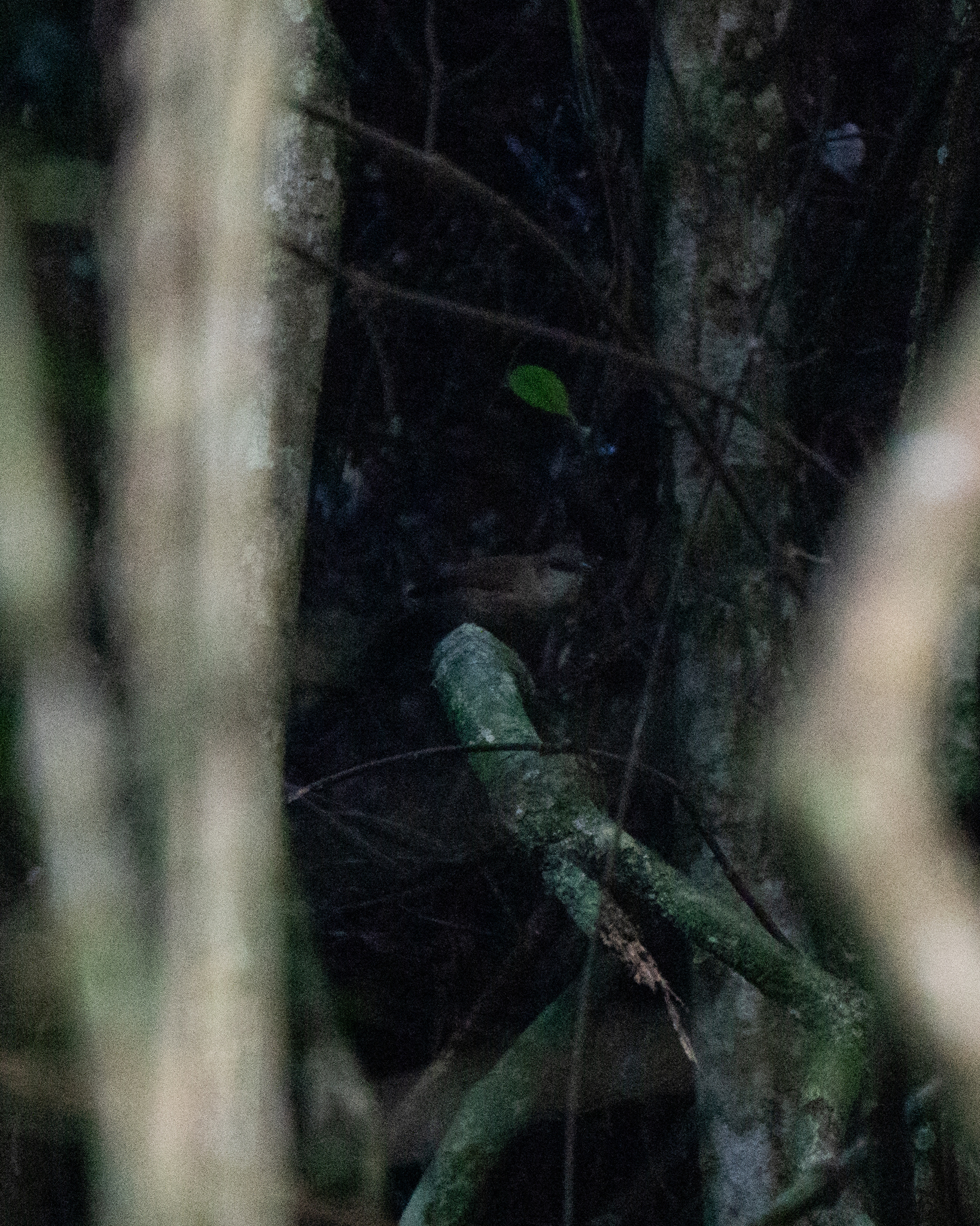 White-shouldered Fire-eye (Pyriglena leucoptera), photo 2