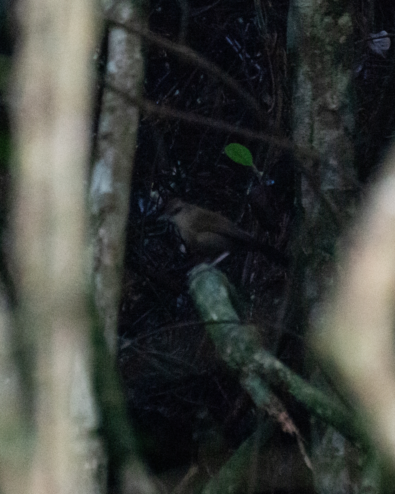White-shouldered Fire-eye (Pyriglena leucoptera), photo 1