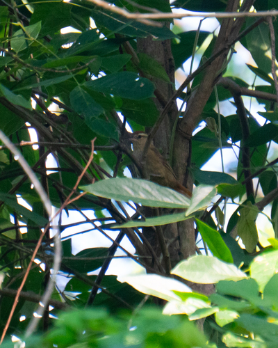 Pallid Spinetail (Cranioleuca pallida)