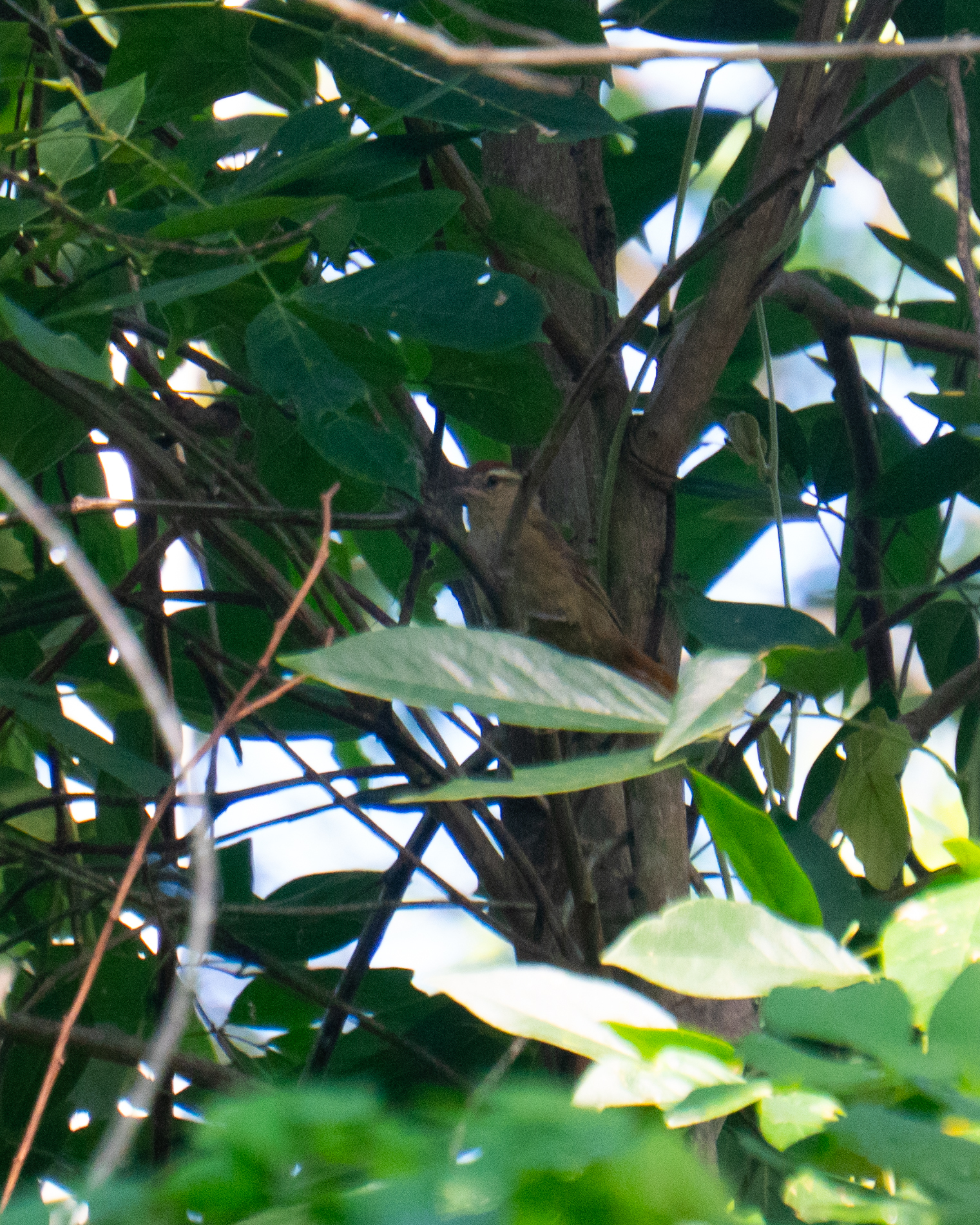 Pallid Spinetail (Cranioleuca pallida), photo 1