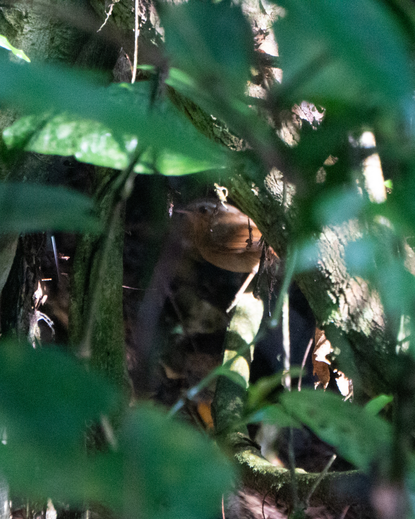 Rufous Gnateater (Conopophaga lineata), photo 1