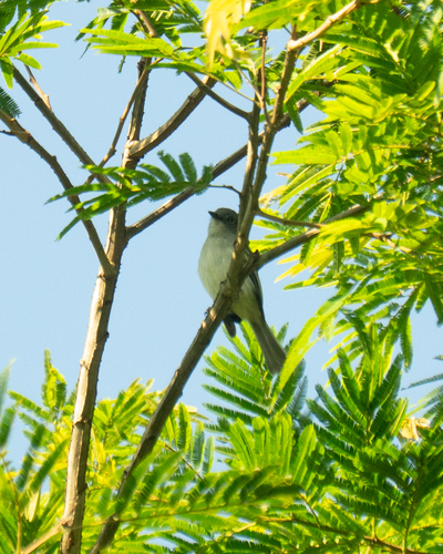 Grey-headed Elaenia (Myiopagis caniceps)