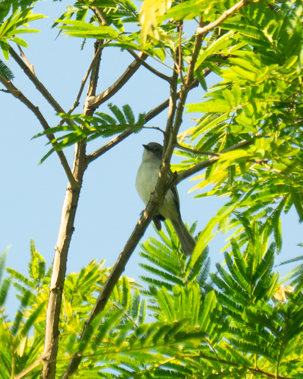 Grey-headed Elaenia (Myiopagis caniceps), photo 1