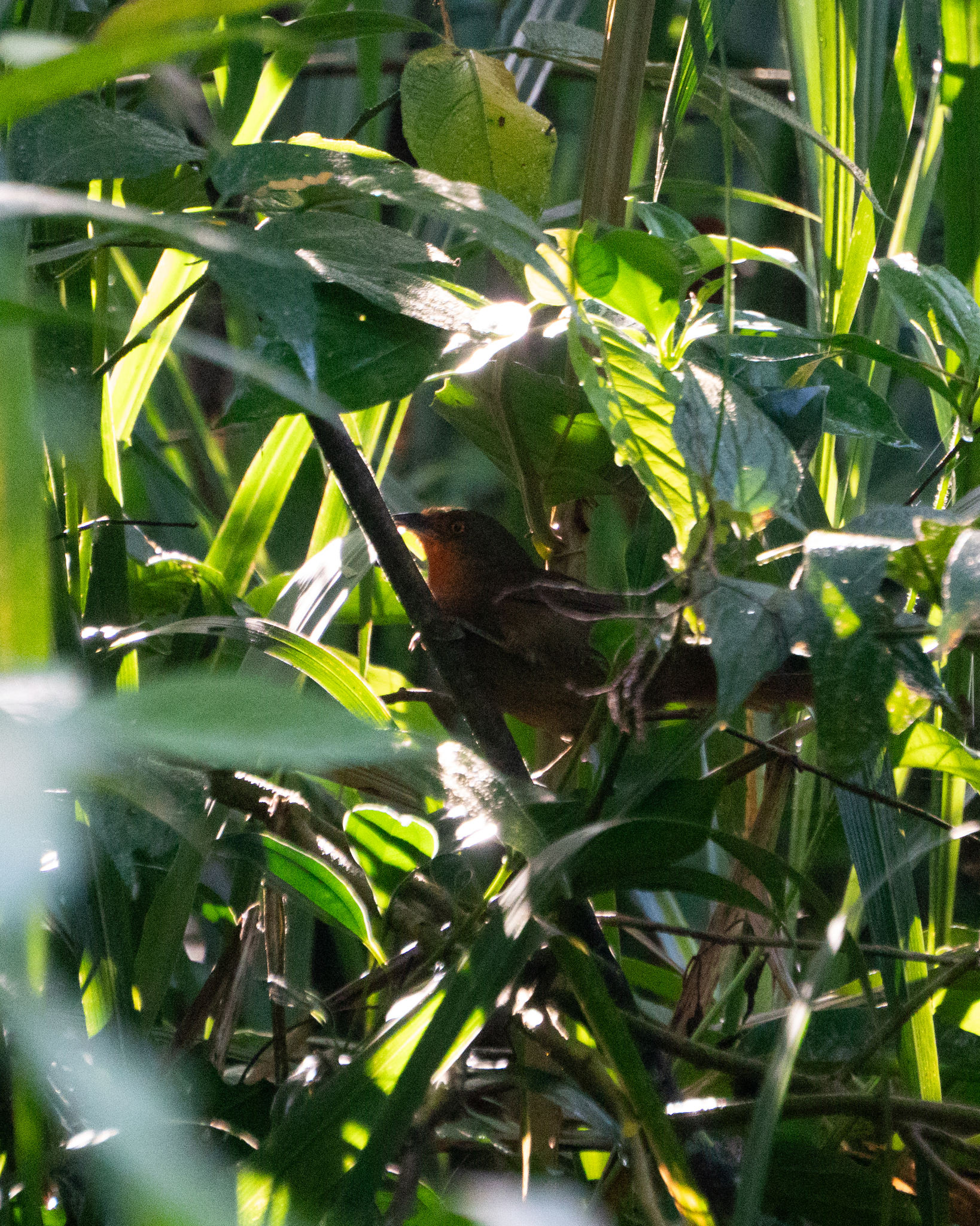 Orange-eyed Thornbird (Phacellodomus erythrophthalmus), photo 2