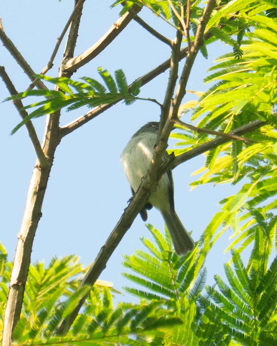 Grey-headed Elaenia (Myiopagis caniceps), photo 2