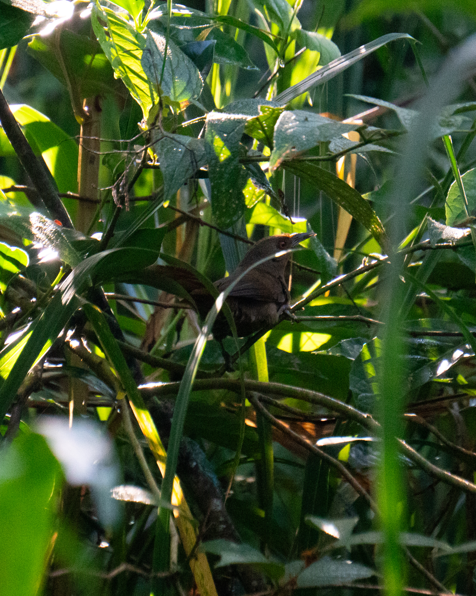 Orange-eyed Thornbird (Phacellodomus erythrophthalmus), photo 1
