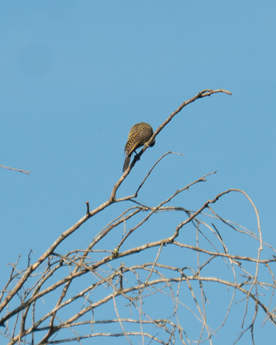 Green-barred Woodpecker (Colaptes melanochloros), photo 4