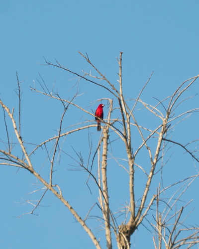 Brazilian Tanager (Ramphocelus bresilia)