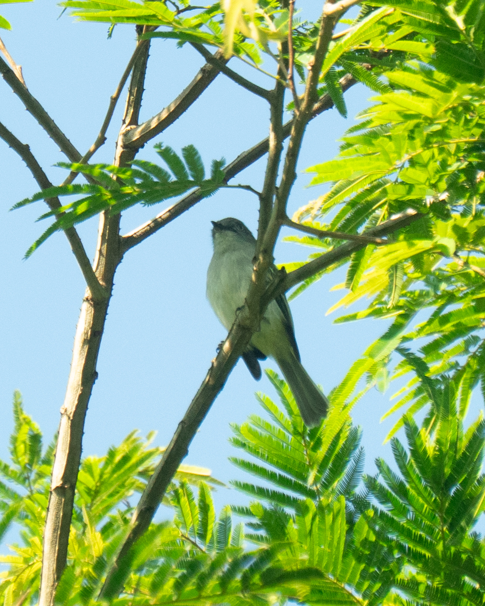 Grey-headed Elaenia (Myiopagis caniceps), photo 3