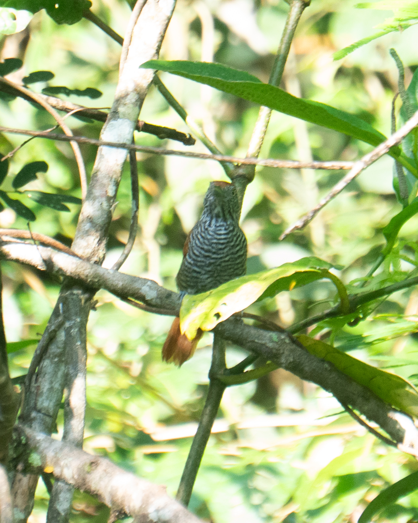 Chestnut-backed Antshrike (Thamnophilus palliatus), photo 9
