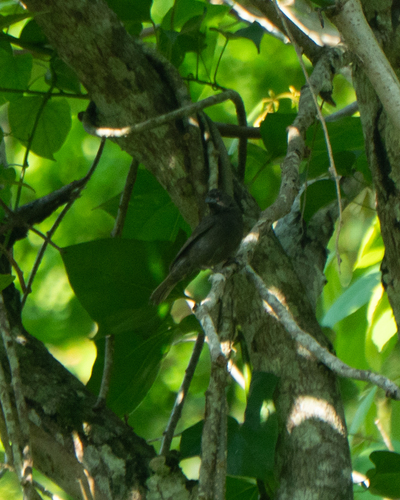 Sooty Grassquit (Asemospiza fuliginosa)