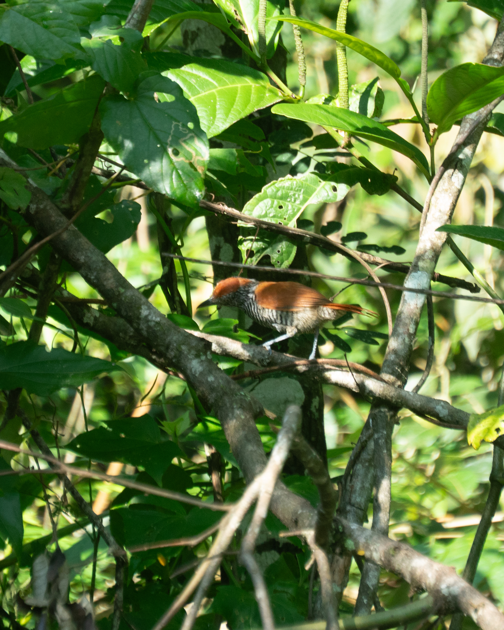 Chestnut-backed Antshrike (Thamnophilus palliatus), photo 10