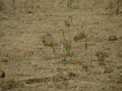 Cursorius coromandelicus