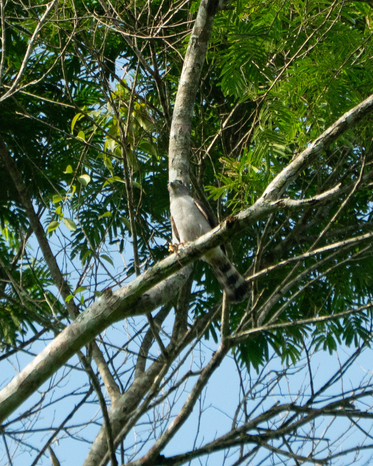 Rufous-thighed Kite (Harpagus diodon), photo 2