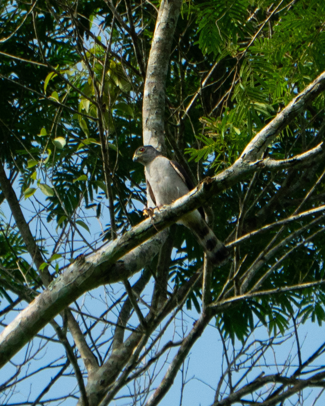 Rufous-thighed Kite (Harpagus diodon), photo 1