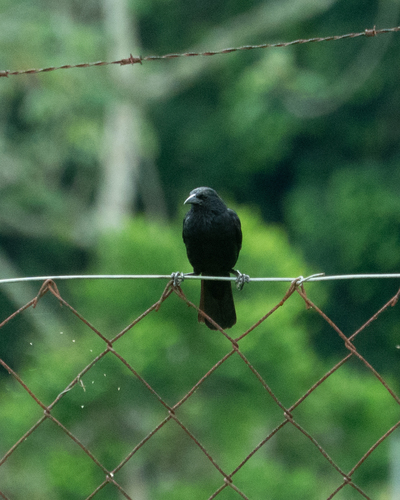 Chopi Blackbird (Gnorimopsar chopi), photo 1