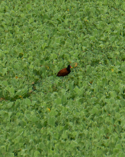 Wattled Jacana (Jacana jacana)