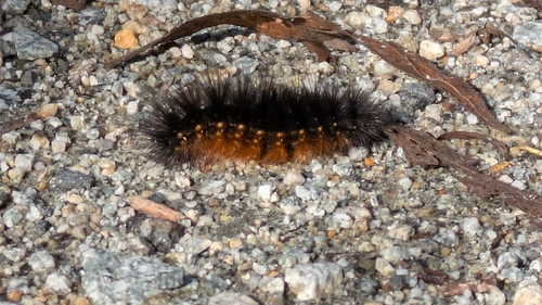 iNaturalist observation photo of Salt Marsh Moth