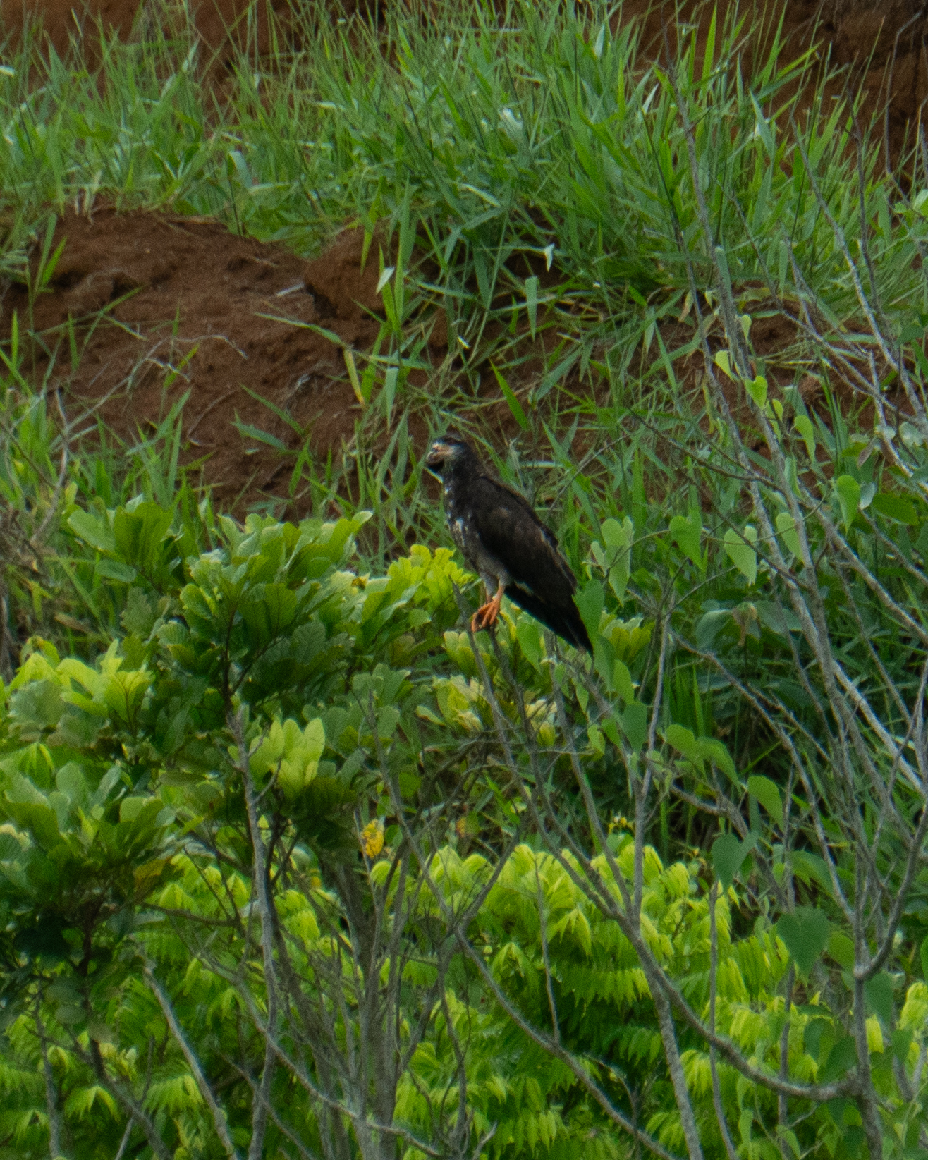 Snail Kite (Rostrhamus sociabilis), photo 1