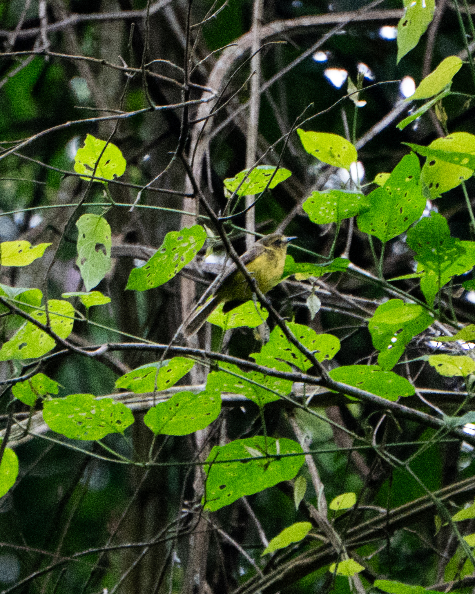 Yellow Tyrannulet (Capsiempis flaveola), photo 1