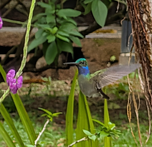 Charming Hummingbird (Polyerata decora)