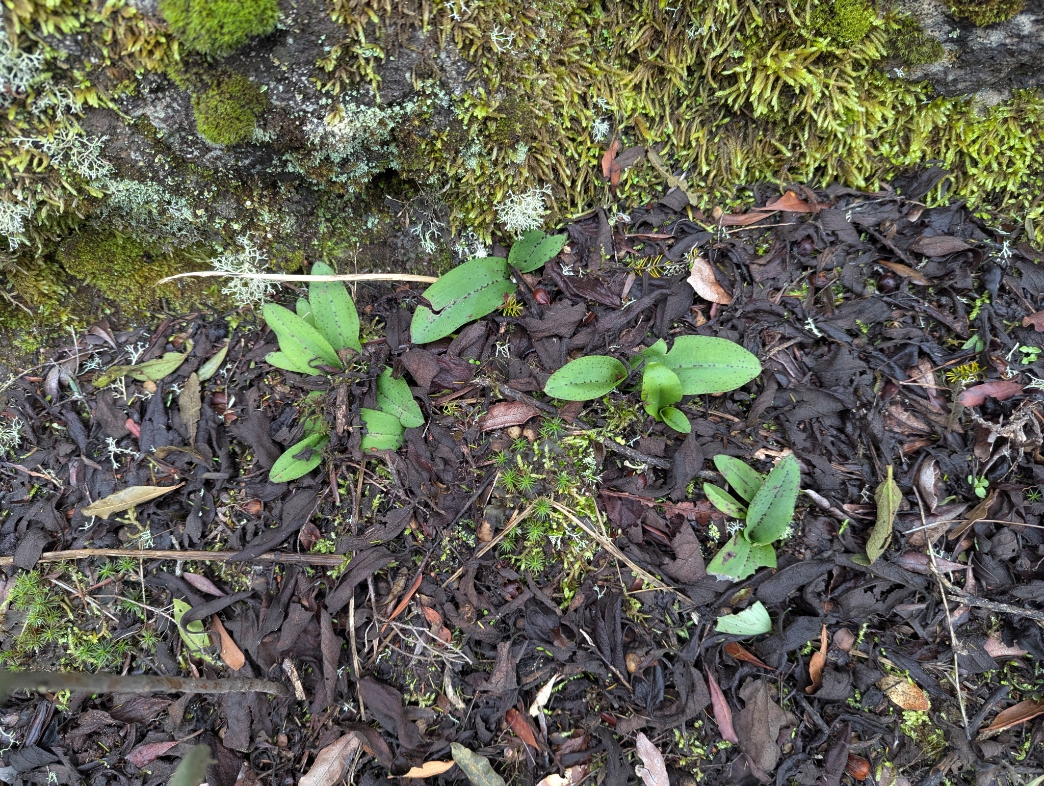 Neotinea maculata