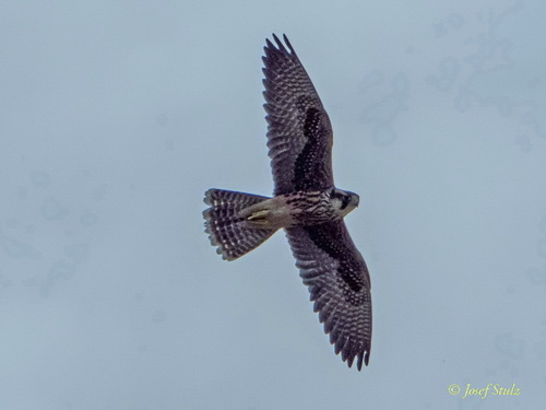Lanner Falcon