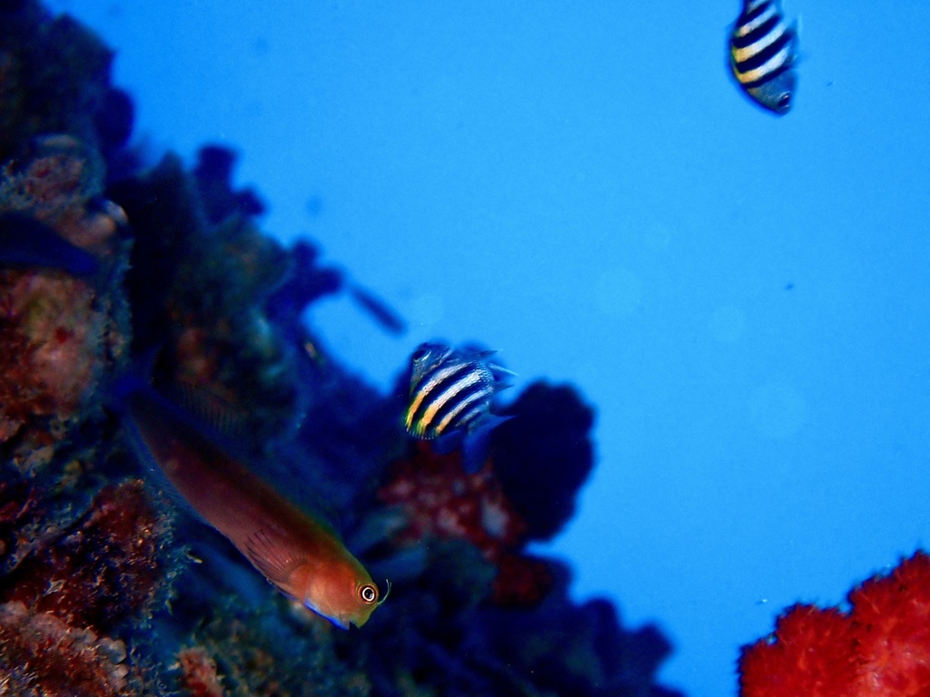 Bicolor blenny (Ecsenius bicolor) — Blenniidae