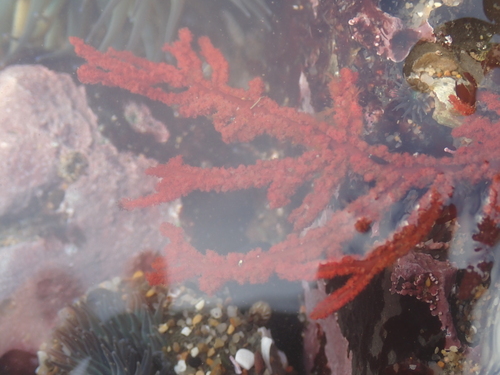 Dense Sea Fern (Ptilota densa)