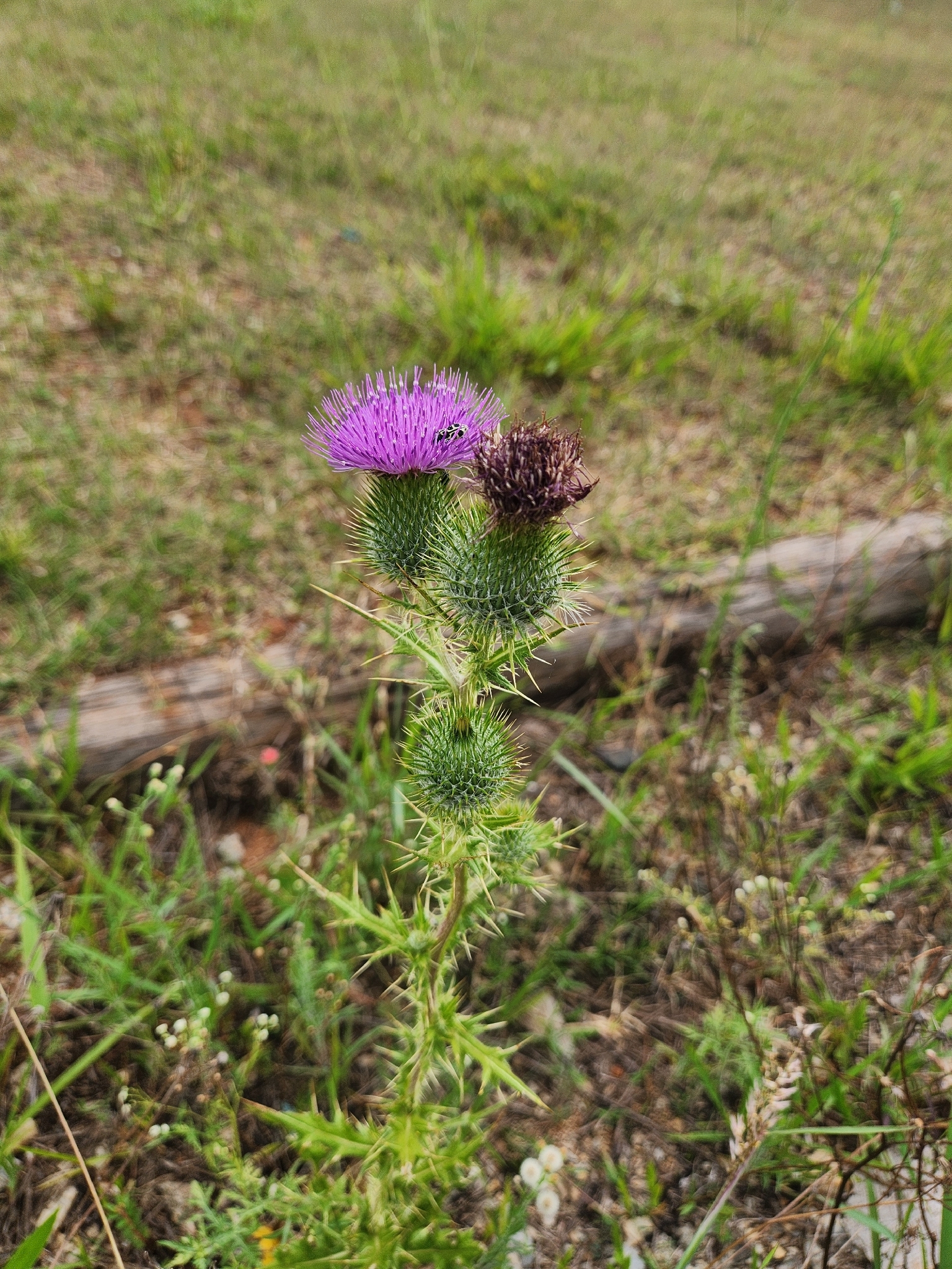 Cirsium vulgare