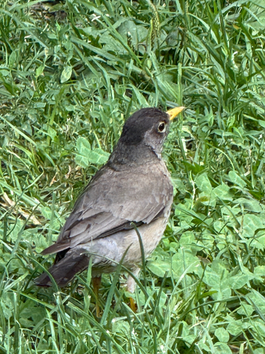 Austral Thrush (Turdus falcklandii), photo 2
