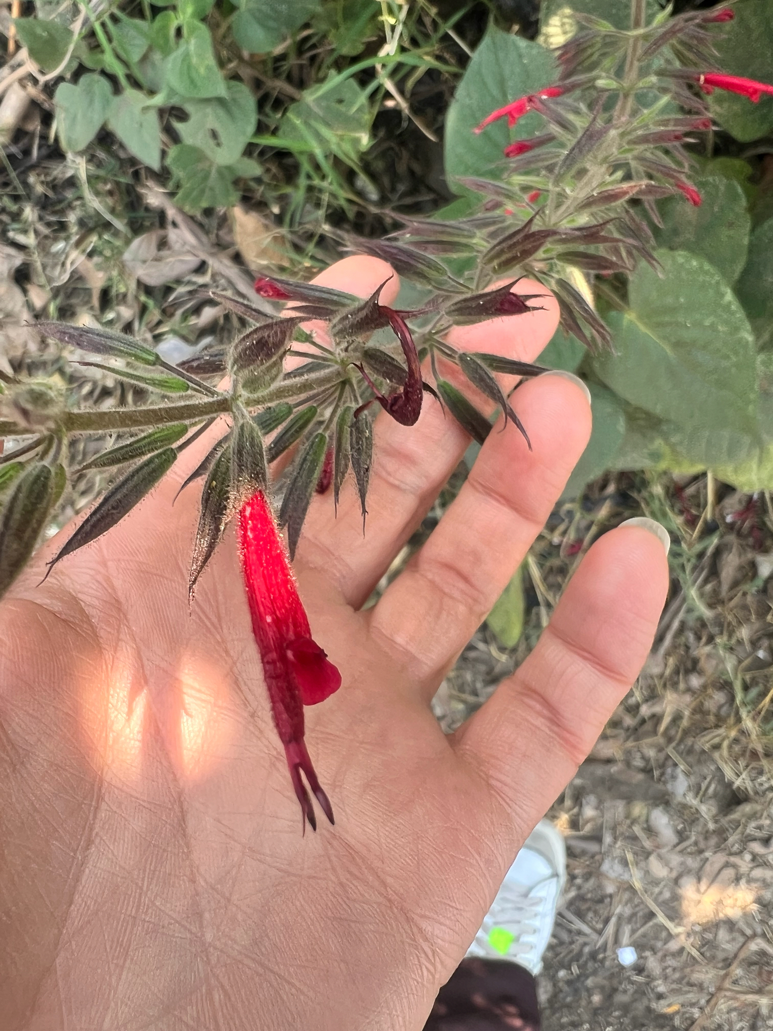 Salvia mexicana