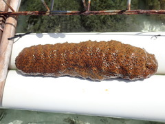 Stichopus herrmanni