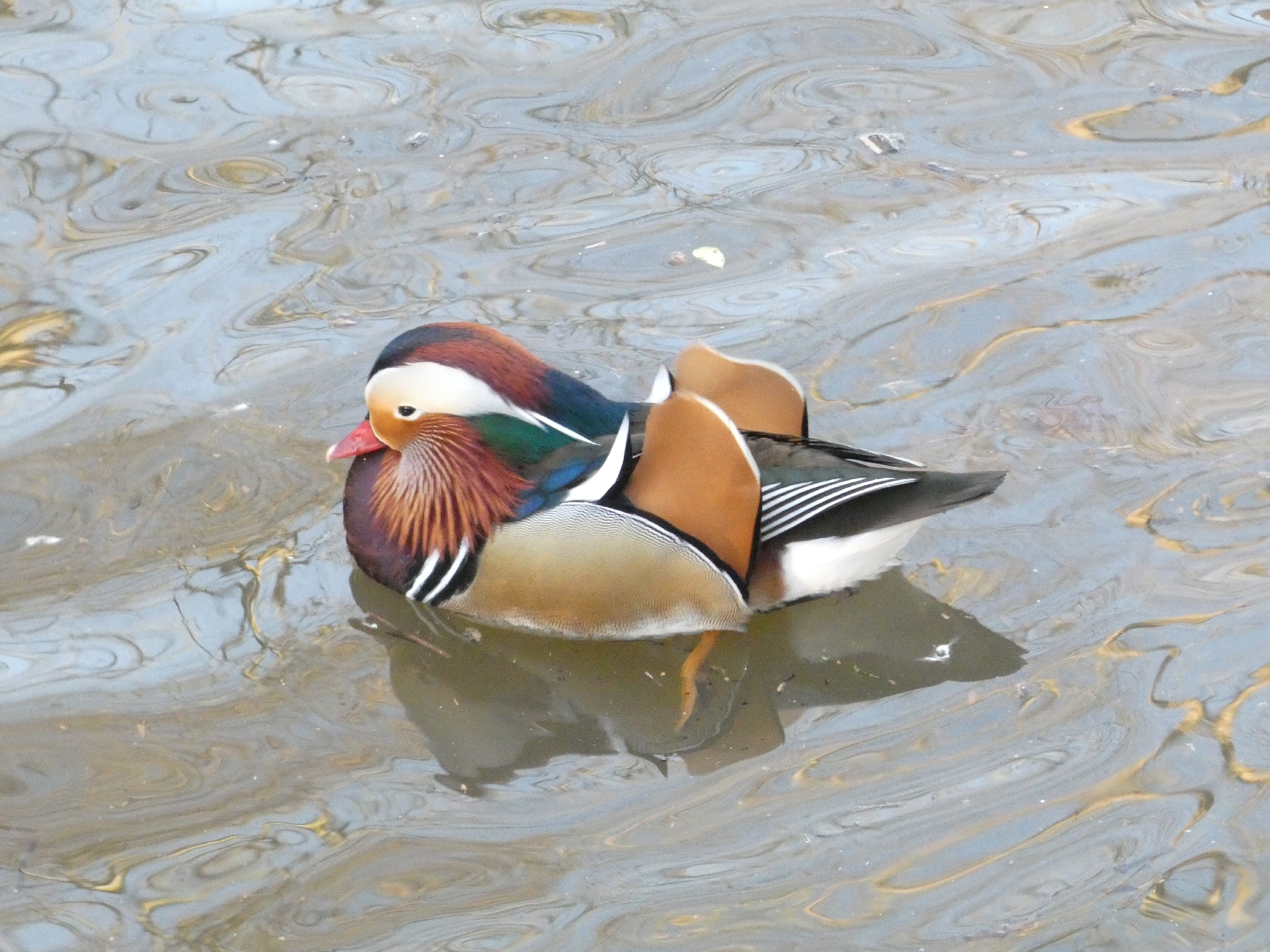 Aix galericulata (Linnaeus, 1758)