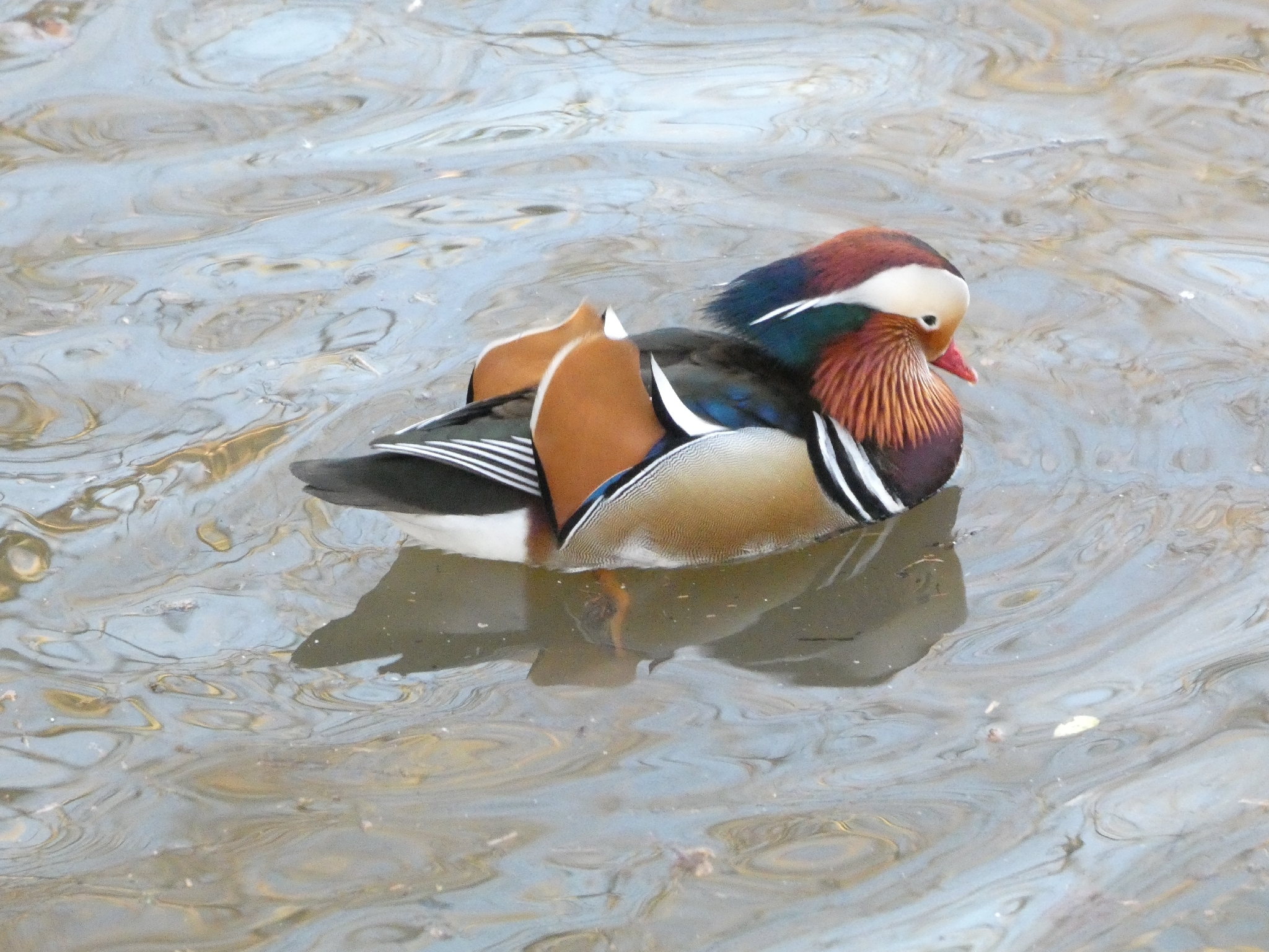 Aix galericulata (Linnaeus, 1758)