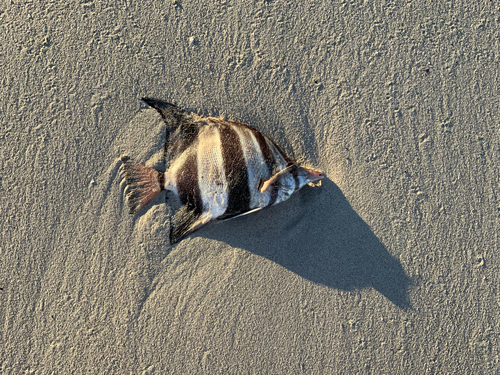 Western talma (Chelmonops curiosus) — Chaetodontidae — 2
