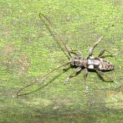 Stenellipsis bimaculata
