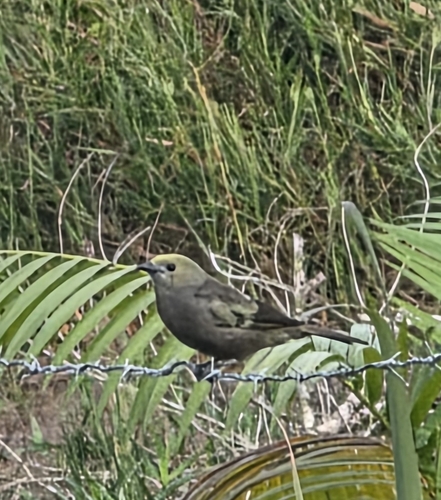 Palm Tanager (Thraupis palmarum)