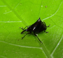 Scolopterus penicillatus