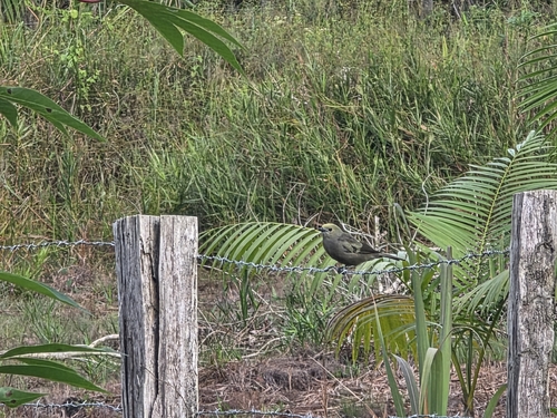 Palm Tanager (Thraupis palmarum), photo 2