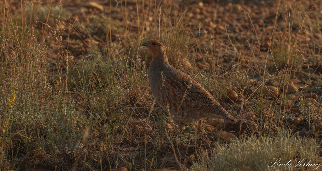 Gray Partridge from Val Marie No. 17, SK S0N, Canada on June 10, 2025 ...