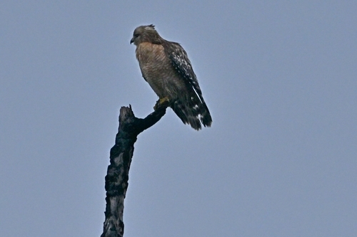 Red-shouldered Hawk (Buteo lineatus), photo 5