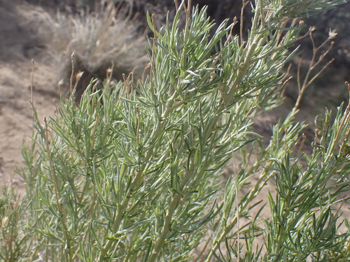 Rubber Rabbitbrush