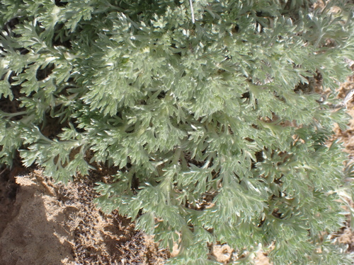 fringed sagebrush